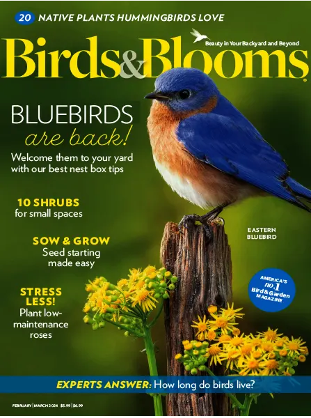 Birds Blooms February March 2024