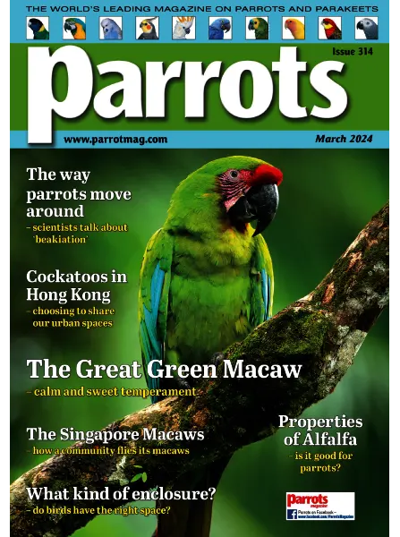 Parrots March 2024