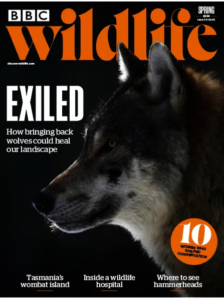BBC Wildlife Magazine Spring 2024 1