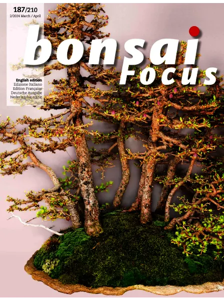 Bonsai Focus March April 2024 freemagazines.top