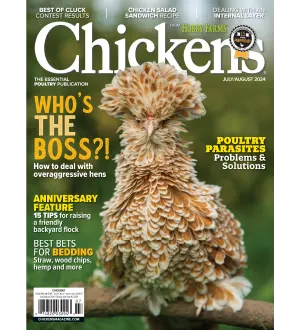 Chickens July August 2024