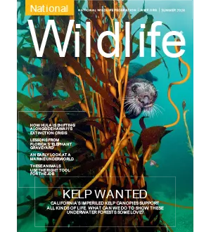 National Wildlife Summer 2024