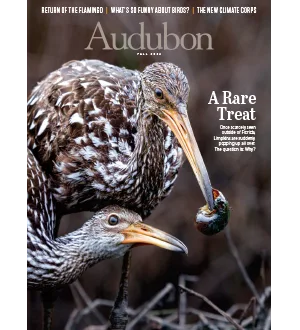 Audubon Fall 2024