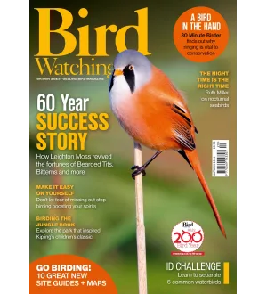 Bird Watching Autumn 2024