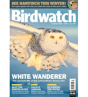 Birdwatch UK December 2024