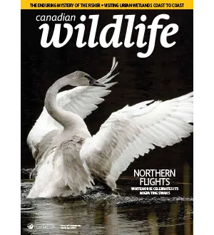 Canadian Wildlife November December 2024