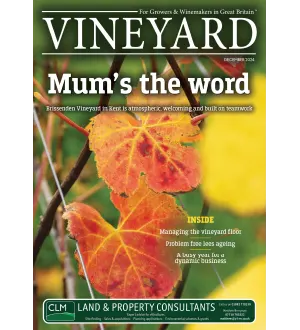 Vineyard December 2024
