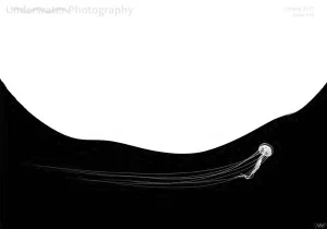 Underwater Photography – July/August 2025 Download Magazine PDF