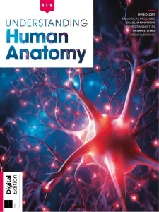 How It Works Understanding Human Anatomy – 3rd Edition 2025 Download Magazine PDF